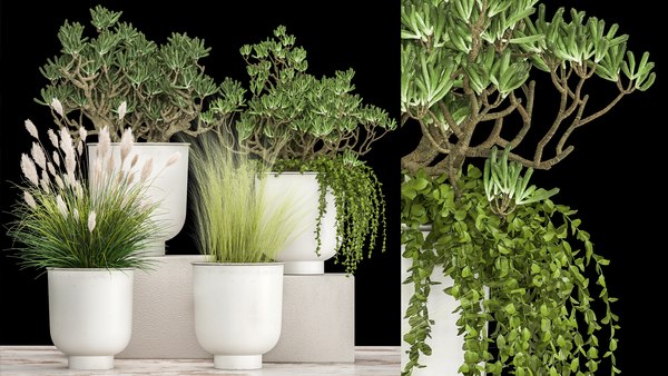 インテリア1019の白い植木鉢の観葉植物3dモデル Turbosquid