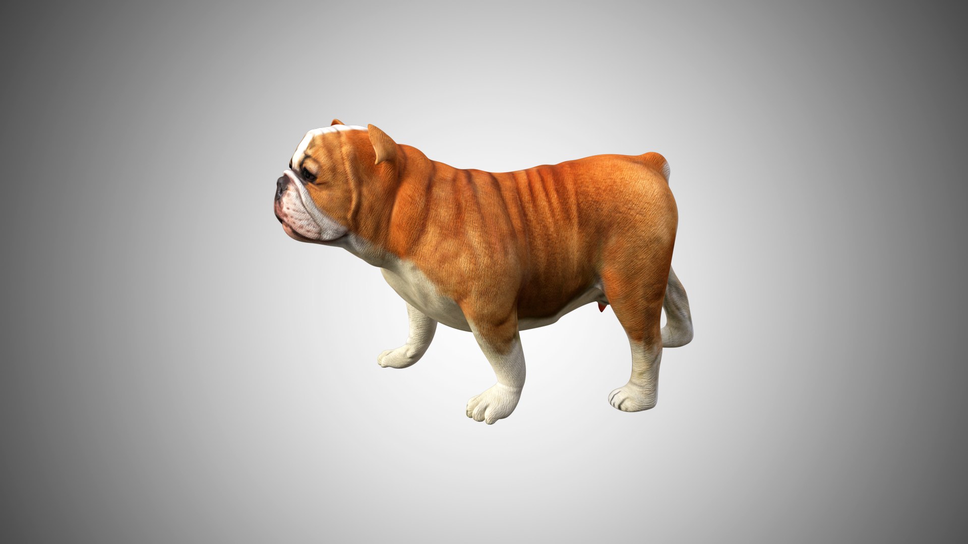 3D rigged https://p.turbosquid.com/ts-thumb/so/7z5r14/06apEQFW/bull_dog05/jpg/1599430551/1920x1080/fit_q87/a36aafb4811fe69eabfdb2a3ba9a06e9669270d9/bull_dog05.jpg