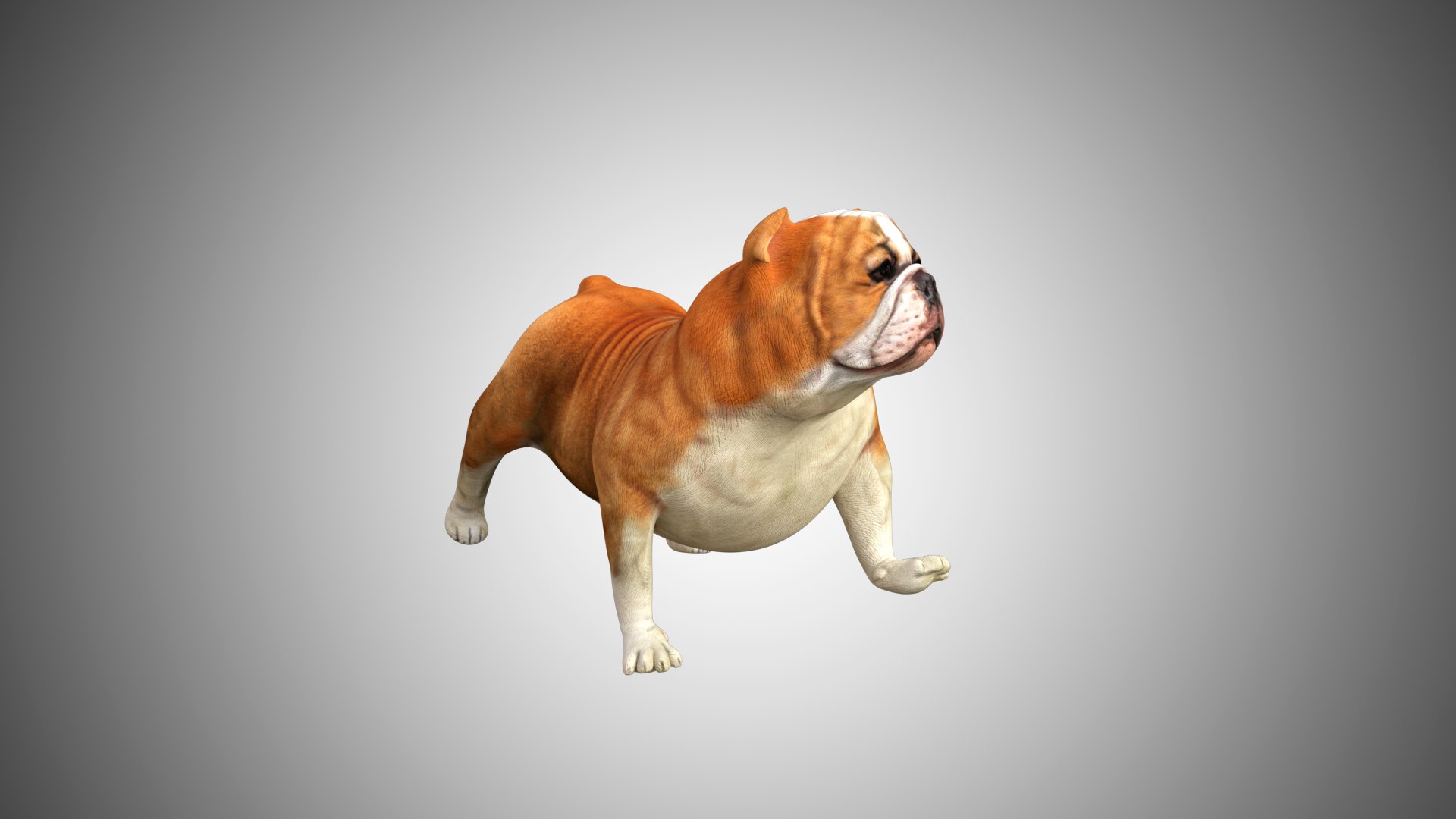3D rigged https://p.turbosquid.com/ts-thumb/so/7z5r14/EzCj8Idq/bull_dog06/jpg/1599430552/1920x1080/fit_q87/78f81989daf750aa9723c4b05d72900d425f42ad/bull_dog06.jpg