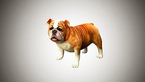 Bulldog Low Poly Rigged