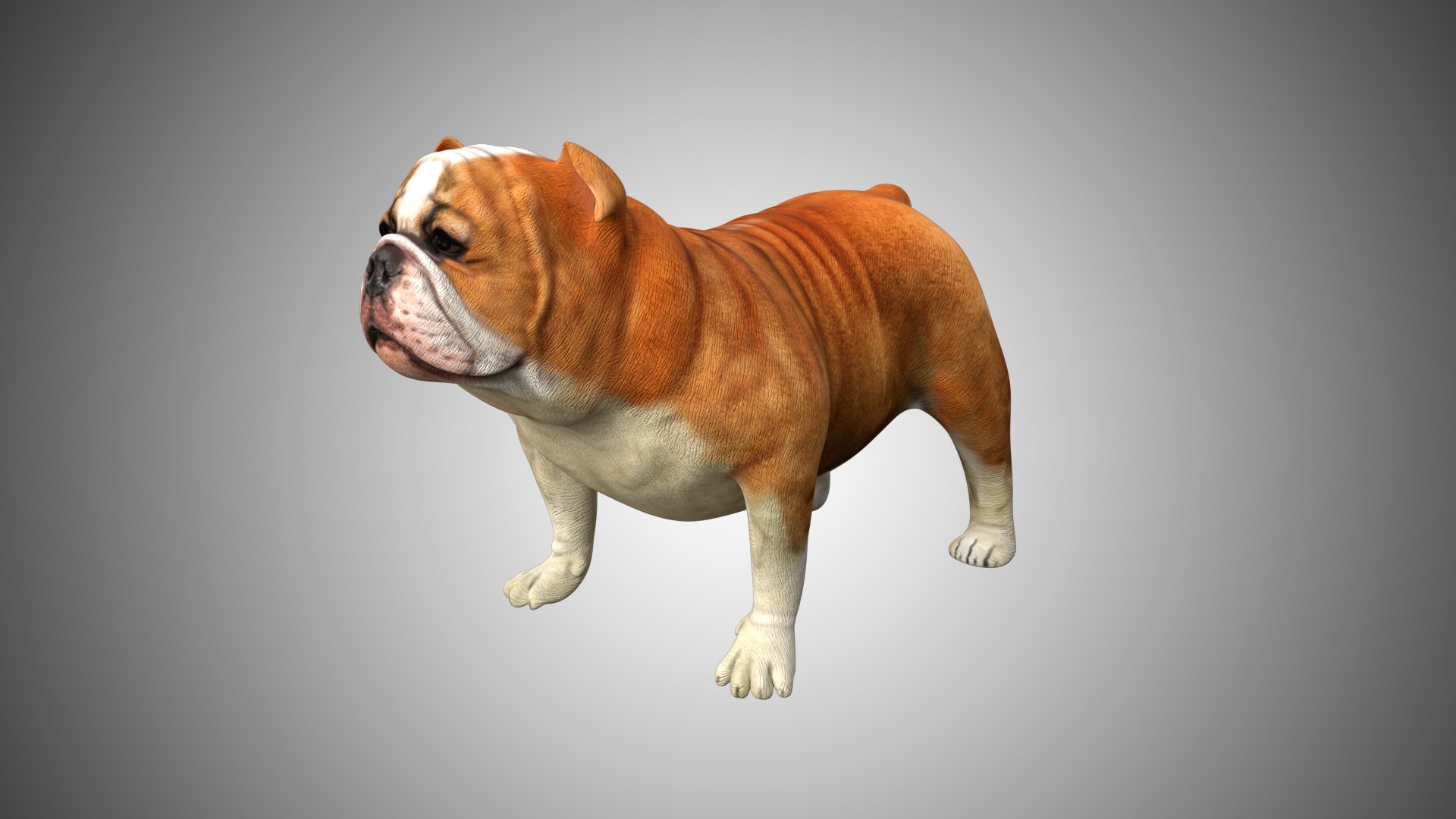 3D rigged https://p.turbosquid.com/ts-thumb/so/7z5r14/fwqHqpg4/bull_dog01/jpg/1599430650/1920x1080/fit_q87/9ab56afff66aa577051f227ed8ae552792ca657c/bull_dog01.jpg