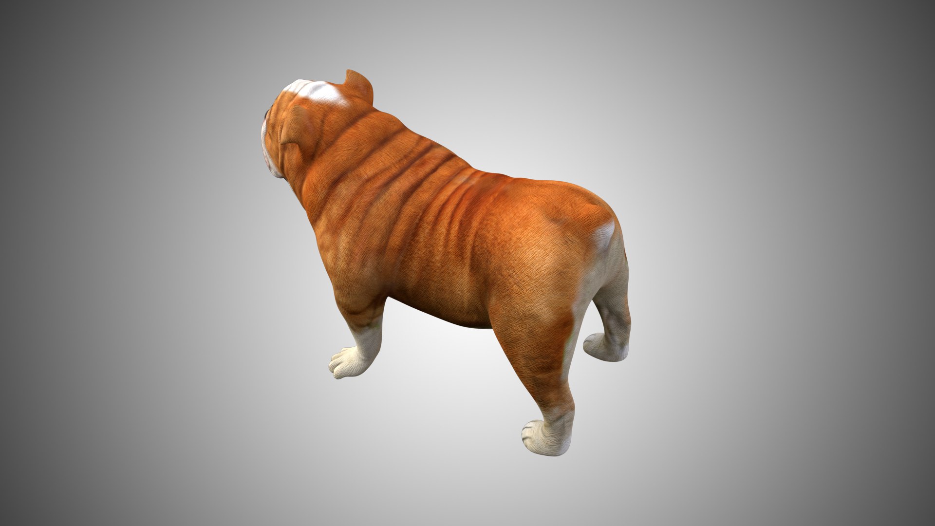 3D rigged https://p.turbosquid.com/ts-thumb/so/7z5r14/mzhtFY3M/bull_dog02/jpg/1599430550/1920x1080/fit_q87/b8d9164b6d61f6ee5d78efe7b262a0a9dda0739d/bull_dog02.jpg