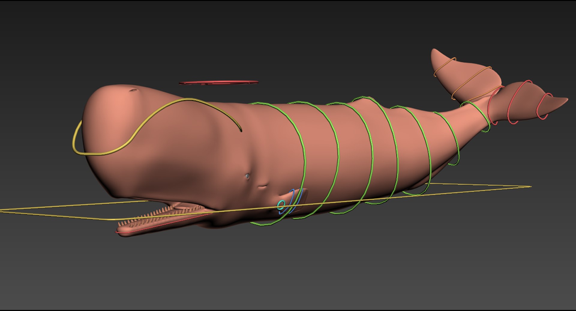 3d Sperm Whale Rigged Model
