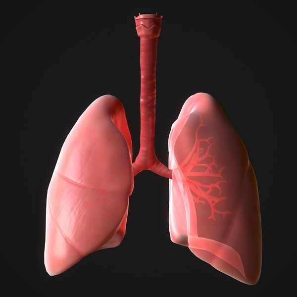 3D human lungs - TurboSquid 1647215