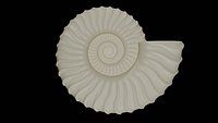 Ammonoid shell with falcoid ribs