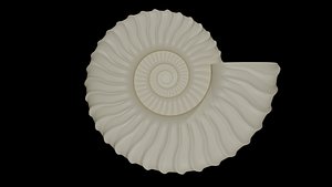 Ammonoid shell with falcoid ribs