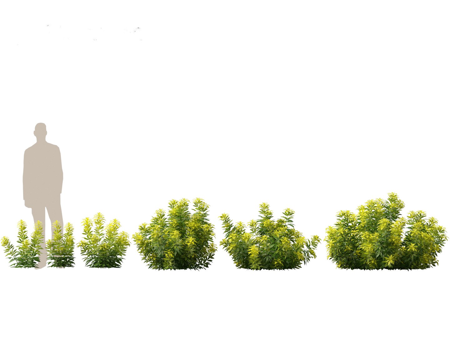 Flowering Garden Shrubs Pack 47 3D model https://p.turbosquid.com/ts-thumb/sp/gnvOTz/1v/choisyaternatamoonsleeper011/jpg/1760106070/1920x1080/fit_q87/81be4c07546b83bb57ebeab0717418d566044689/choisyaternatamoonsleeper011.jpg