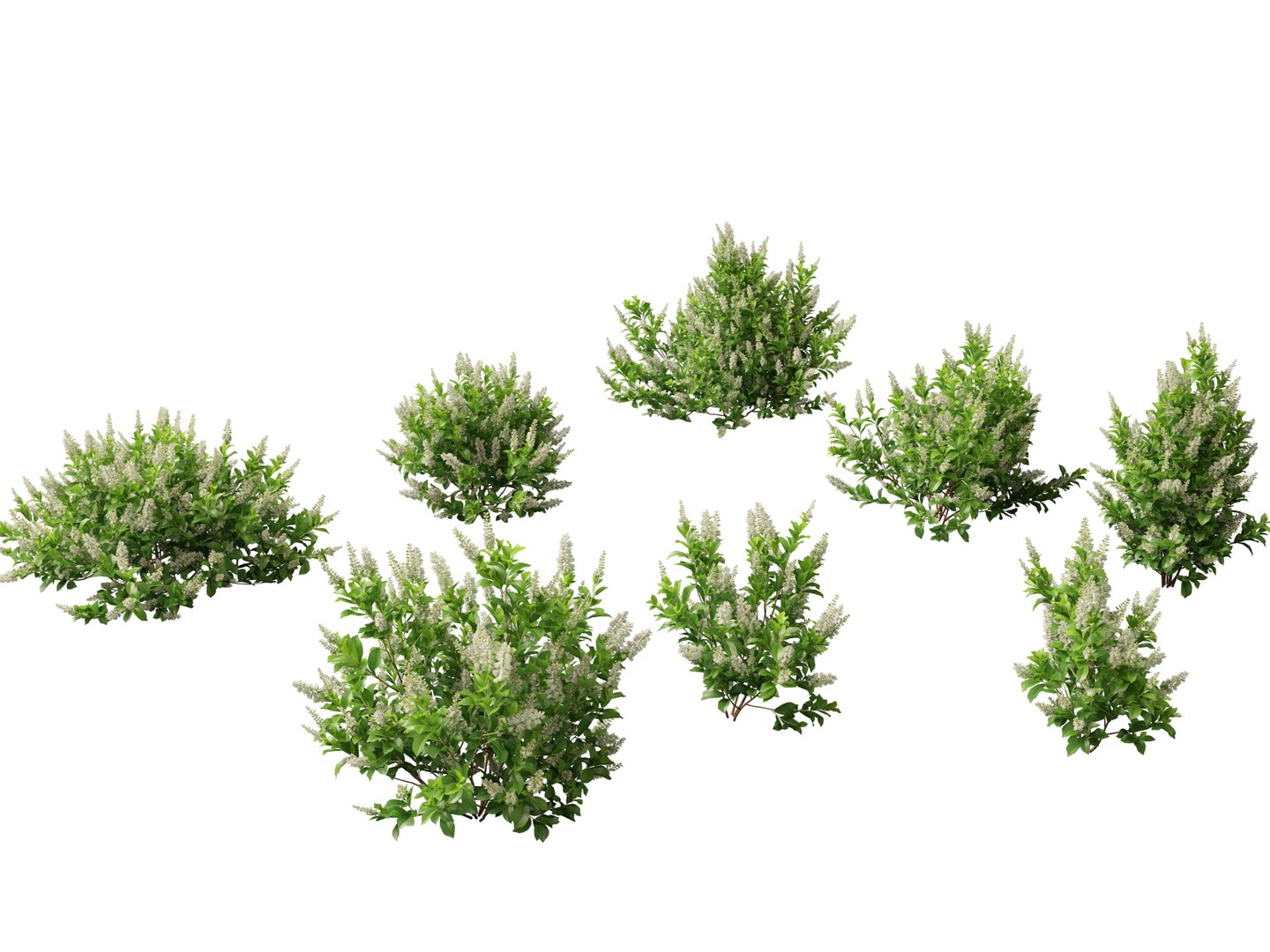 Flowering Garden Shrubs Pack 47 3D model https://p.turbosquid.com/ts-thumb/sp/gnvOTz/3E/clethraalnifoliasixteencandles019/jpg/1760106076/1920x1080/fit_q87/f8e65cc2819a896404a358e393d6ce4ec70b2ecf/clethraalnifoliasixteencandles019.jpg