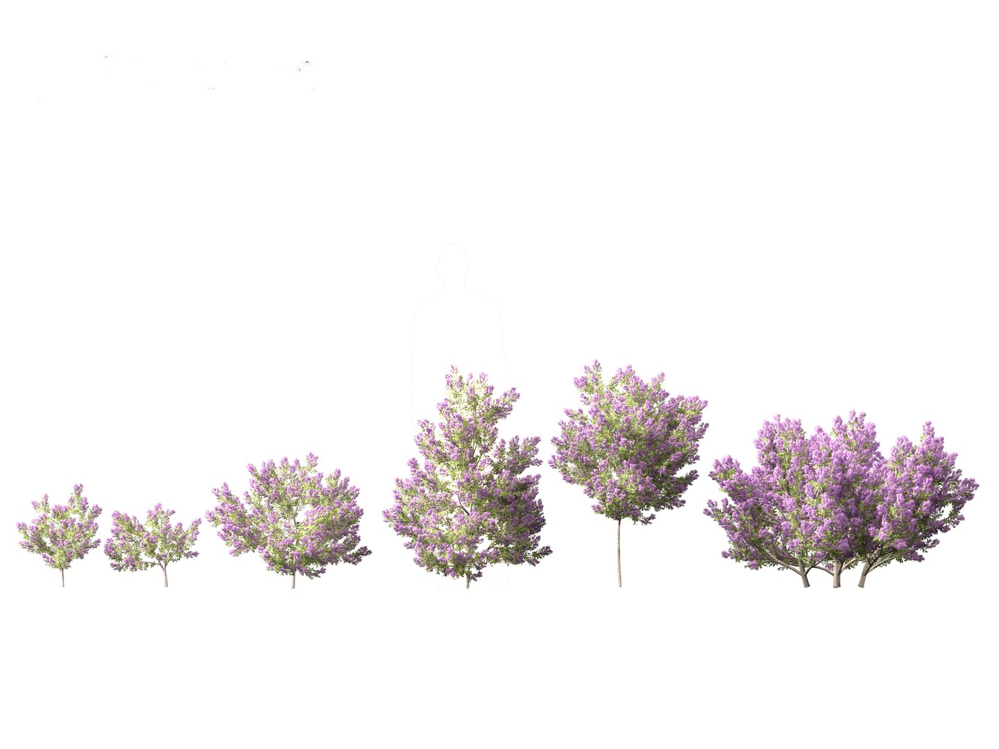 Flowering Garden Shrubs Pack 47 3D model https://p.turbosquid.com/ts-thumb/sp/gnvOTz/3j/californianlilac011/jpg/1760106058/1920x1080/fit_q87/d7cebc9bce4214cac546ef6af29d5f3ac8331f84/californianlilac011.jpg