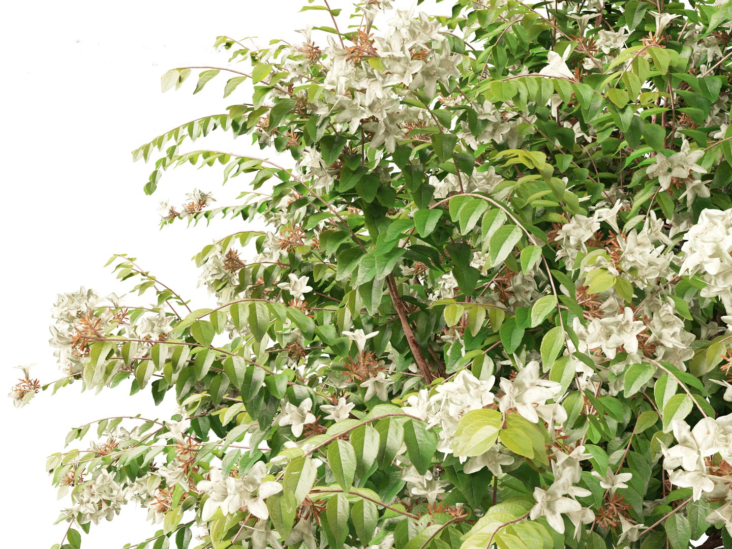 Flowering Garden Shrubs Pack 47 3D model https://p.turbosquid.com/ts-thumb/sp/gnvOTz/47/abeliaxgrandiflora019/jpg/1760106043/1920x1080/fit_q87/fcdc460f3c2f02f539a0c0930a1db58c97574a6a/abeliaxgrandiflora019.jpg