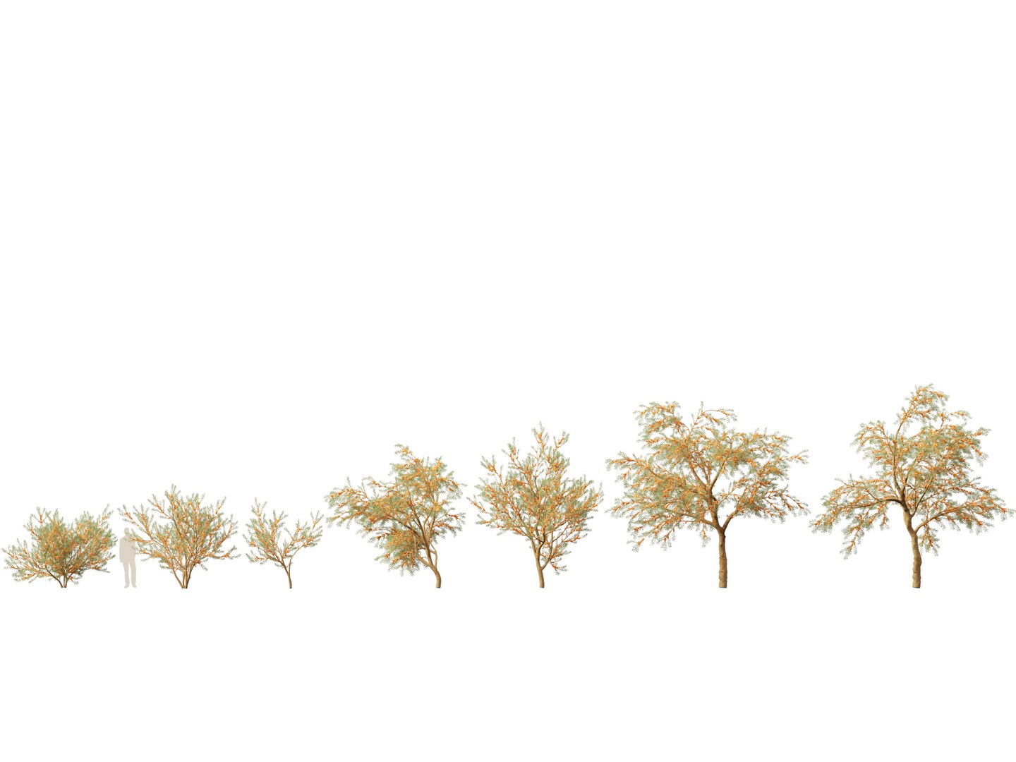 Flowering Garden Shrubs Pack 47 3D model https://p.turbosquid.com/ts-thumb/sp/gnvOTz/64/hippophaerhamnoides011/jpg/1760106098/1920x1080/fit_q87/26121f5752136d13e8503fc0091e99993baf85d0/hippophaerhamnoides011.jpg