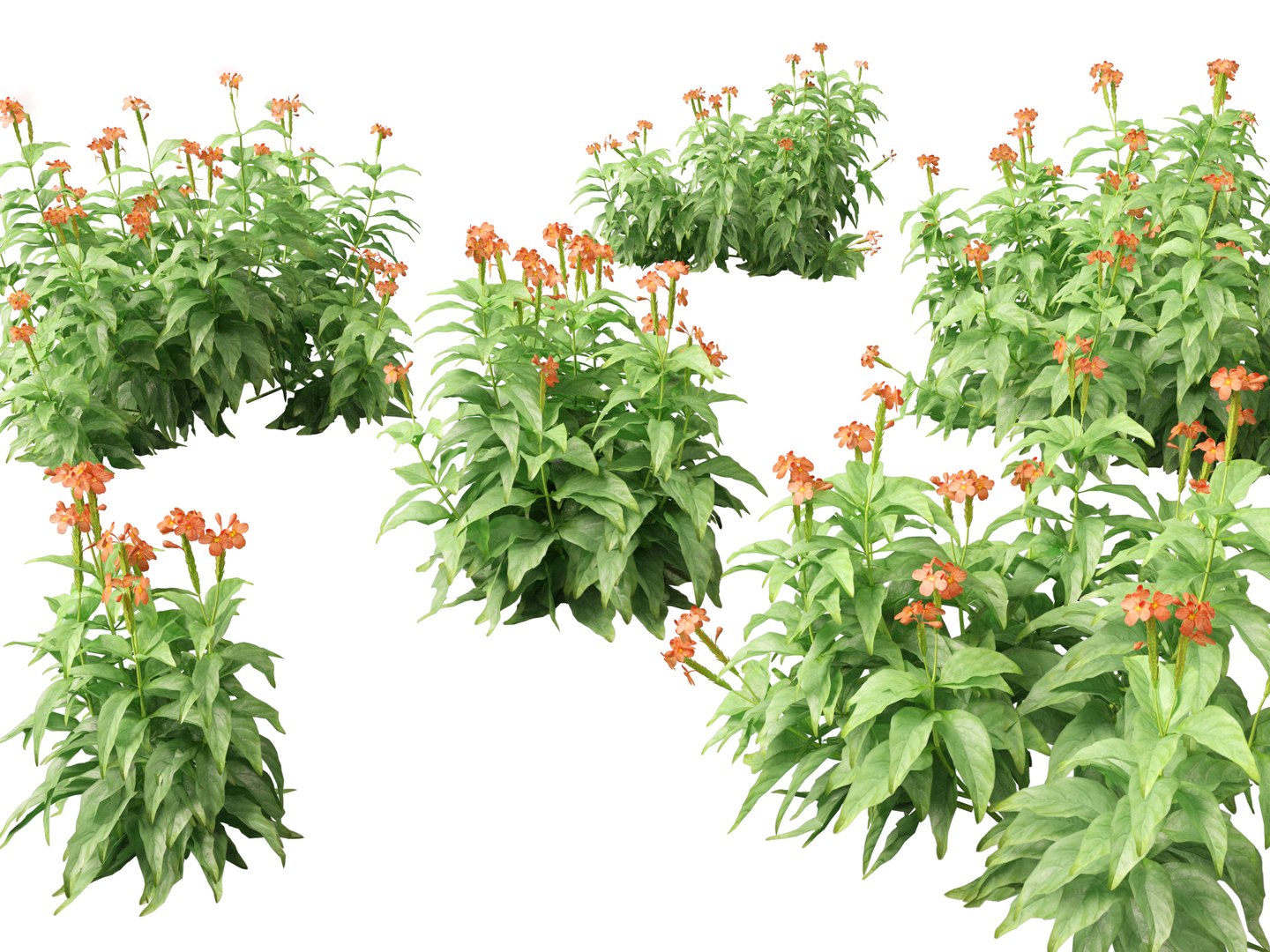 Flowering Garden Shrubs Pack 47 3D model https://p.turbosquid.com/ts-thumb/sp/gnvOTz/E3/crossandrainfundibuliformis017/jpg/1760106088/1920x1080/fit_q87/44f249ca37dc6b12739f3b61fff6db75377e22f7/crossandrainfundibuliformis017.jpg