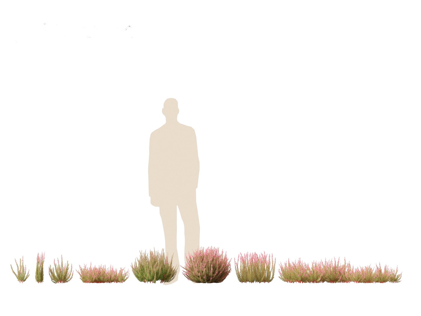 Flowering Garden Shrubs Pack 47 3D model https://p.turbosquid.com/ts-thumb/sp/gnvOTz/GM/callunavulgaris011/jpg/1760106064/1920x1080/fit_q87/c3f29ec36135003537fa31ab4f8dde677345fbf5/callunavulgaris011.jpg