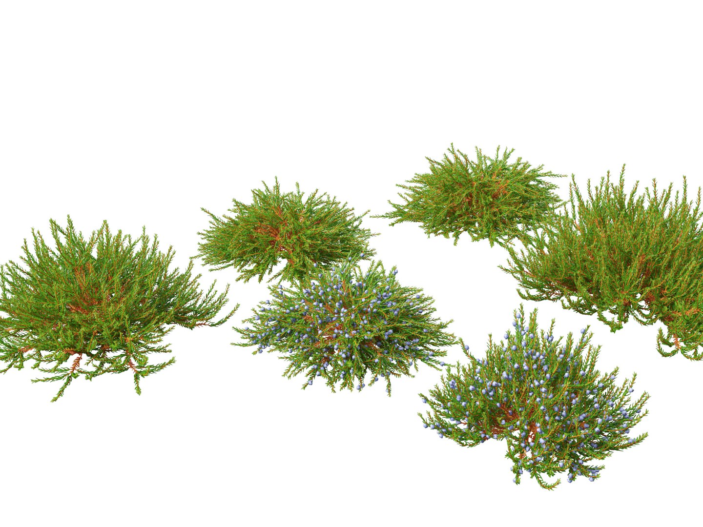 Flowering Garden Shrubs Pack 47 3D model https://p.turbosquid.com/ts-thumb/sp/gnvOTz/NN/empetrumnigrum017/jpg/1760106097/1920x1080/fit_q87/b79b9b309dd33facc9a8d7780a7a548770580659/empetrumnigrum017.jpg