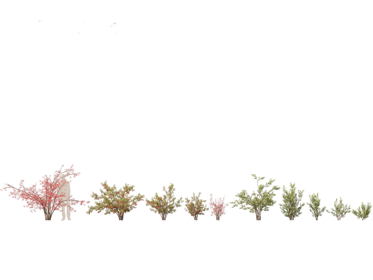 Flowering Garden Shrubs Pack 47 3D model https://p.turbosquid.com/ts-thumb/sp/gnvOTz/OE/aroniaarbutifolia011/jpg/1760106046/1920x1080/fit_q87/7eb0ade8bd6b99592a4a31d8f9b560102996aabd/aroniaarbutifolia011.jpg