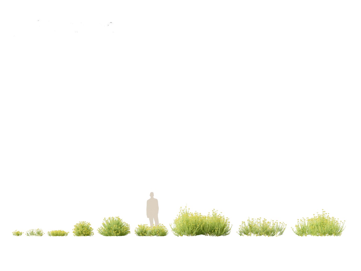 Flowering Garden Shrubs Pack 47 3D model https://p.turbosquid.com/ts-thumb/sp/gnvOTz/Py/bupleurumfruticosum011/jpg/1760106052/1920x1080/fit_q87/2f3094e9f4ddfebe0fc7bb5b41ea067a7226f967/bupleurumfruticosum011.jpg