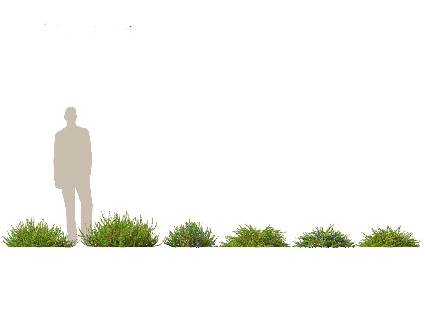 Flowering Garden Shrubs Pack 47 3D model https://p.turbosquid.com/ts-thumb/sp/gnvOTz/SW/empetrumnigrum011/jpg/1760106095/1920x1080/fit_q87/2e0d9c15ae45ff4ffc97617ab02b84bb53f3ac59/empetrumnigrum011.jpg