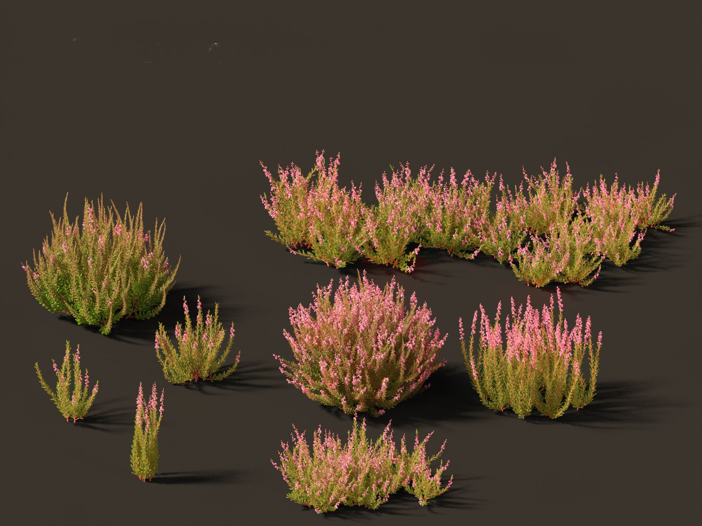 Flowering Garden Shrubs Pack 47 3D model https://p.turbosquid.com/ts-thumb/sp/gnvOTz/V6/callunavulgaris019/jpg/1760106067/1920x1080/fit_q87/b06461d75ade3f531f4c30cb63fdf7c16cb578b4/callunavulgaris019.jpg