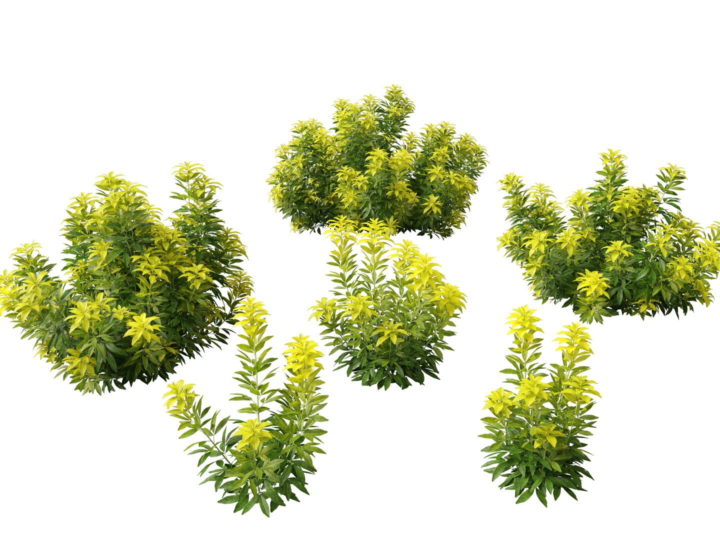 Flowering Garden Shrubs Pack 47 3D model https://p.turbosquid.com/ts-thumb/sp/gnvOTz/VW/choisyaternatamoonsleeper017/jpg/1760106072/1920x1080/fit_q87/07814ea029ccdaf3f387bcdce85968d8e0c6da68/choisyaternatamoonsleeper017.jpg