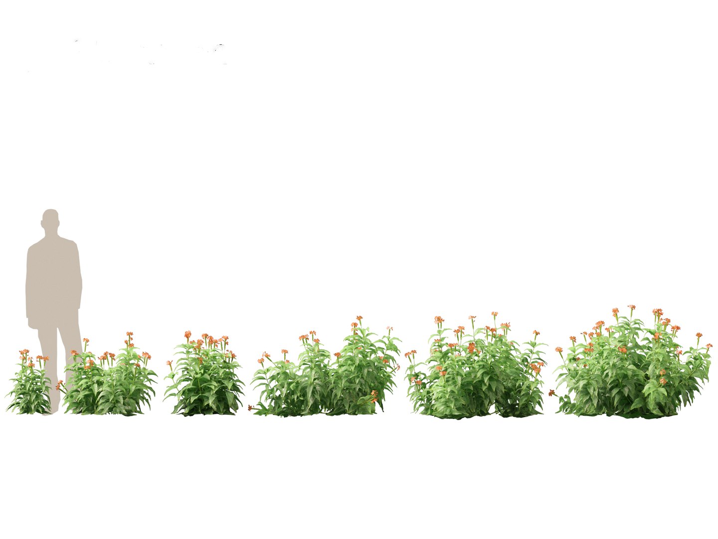 Flowering Garden Shrubs Pack 47 3D model https://p.turbosquid.com/ts-thumb/sp/gnvOTz/WF/crossandrainfundibuliformis011/jpg/1760106086/1920x1080/fit_q87/6f3929e0d708e91047b6c5ed071f77c9f62e87a6/crossandrainfundibuliformis011.jpg