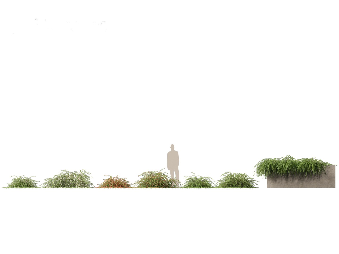 Flowering Garden Shrubs Pack 47 3D model https://p.turbosquid.com/ts-thumb/sp/gnvOTz/Xx/cotoneasterdammericoralbeauty011/jpg/1760106082/1920x1080/fit_q87/1e2668fbfba95e7feeb510e275a54778c26fc270/cotoneasterdammericoralbeauty011.jpg