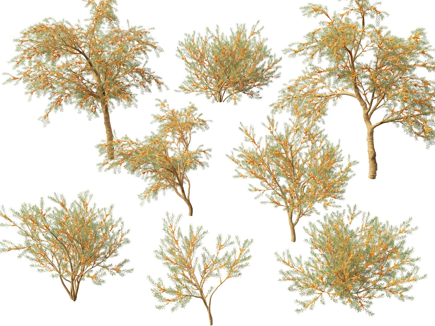 Flowering Garden Shrubs Pack 47 3D model https://p.turbosquid.com/ts-thumb/sp/gnvOTz/Xx/hippophaerhamnoides019/jpg/1760106101/1920x1080/fit_q87/878e8011935e7ab38894672ff3df6c1aaa779eac/hippophaerhamnoides019.jpg
