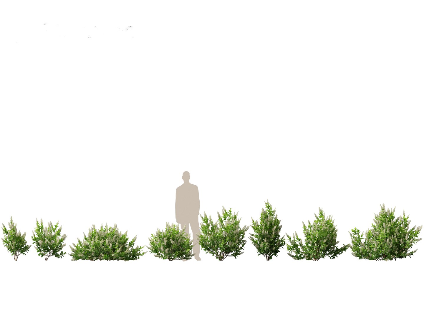 Flowering Garden Shrubs Pack 47 3D model https://p.turbosquid.com/ts-thumb/sp/gnvOTz/cr/clethraalnifoliasixteencandles011/jpg/1760106074/1920x1080/fit_q87/91a452c46e5b8a7e0c77a0581ffc70066adcd020/clethraalnifoliasixteencandles011.jpg