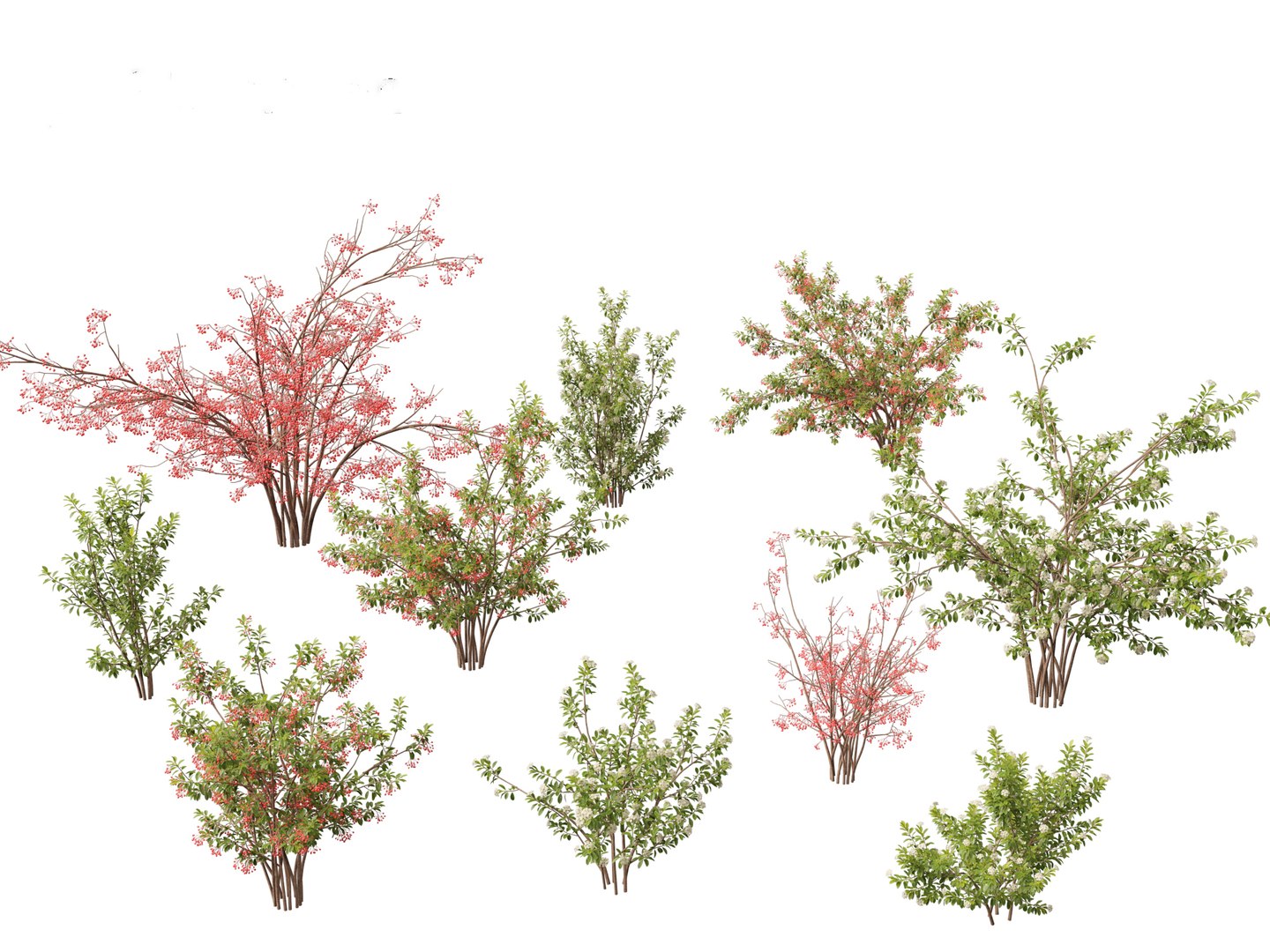 Flowering Garden Shrubs Pack 47 3D model https://p.turbosquid.com/ts-thumb/sp/gnvOTz/hF/aroniaarbutifolia0111/jpg/1760106049/1920x1080/fit_q87/333945186a885c8da788bd58db33ccd176765d0a/aroniaarbutifolia0111.jpg