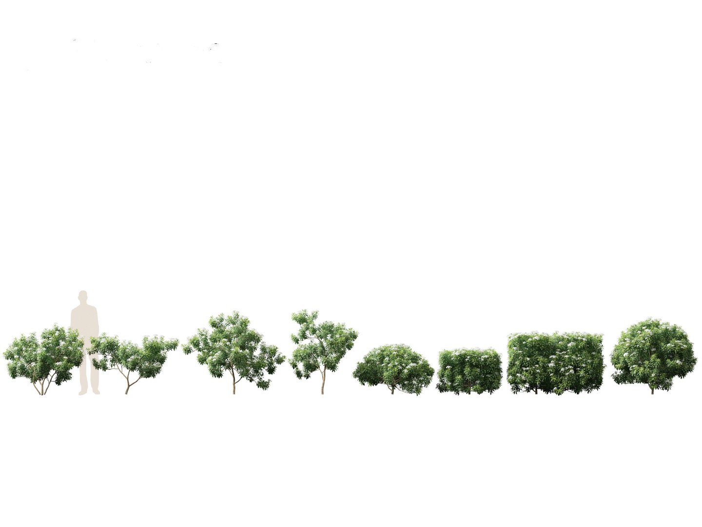 Flowering Garden Shrubs Pack 47 3D model https://p.turbosquid.com/ts-thumb/sp/gnvOTz/lY/tabernaemontanadivaricata011/jpg/1760106107/1920x1080/fit_q87/3c8430128533c1ebae32e470389fa69253c03d66/tabernaemontanadivaricata011.jpg