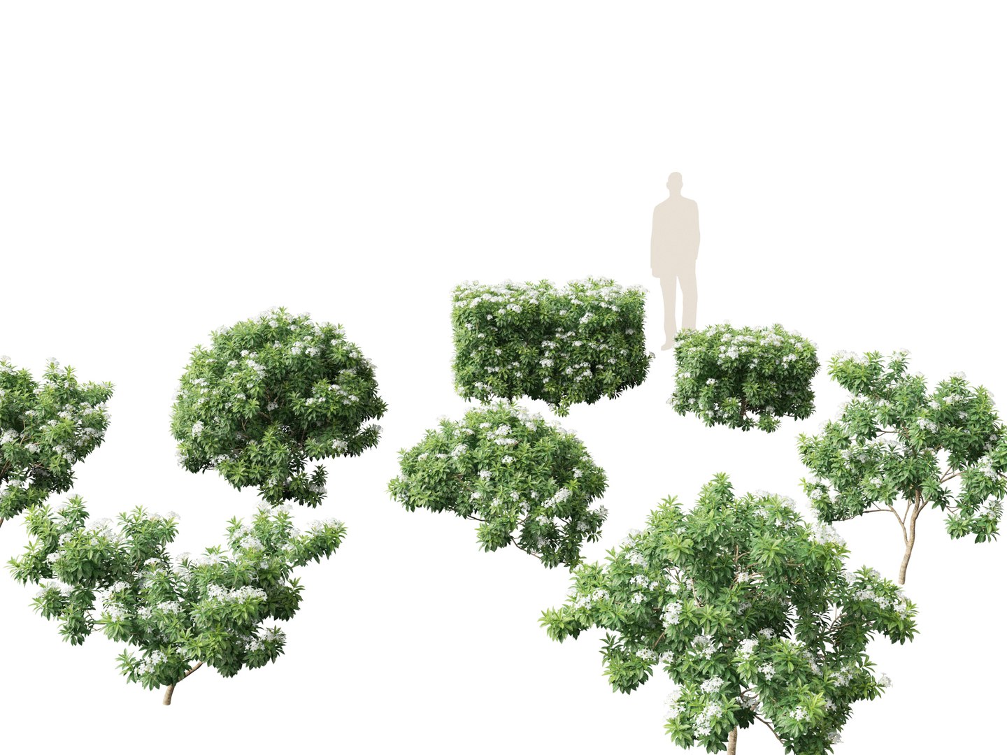 Flowering Garden Shrubs Pack 47 3D model https://p.turbosquid.com/ts-thumb/sp/gnvOTz/u4/tabernaemontanadivaricata0111/jpg/1760106109/1920x1080/fit_q87/bc70528b9d74c1cb407a0cb2faa7ae2a76470a4b/tabernaemontanadivaricata0111.jpg