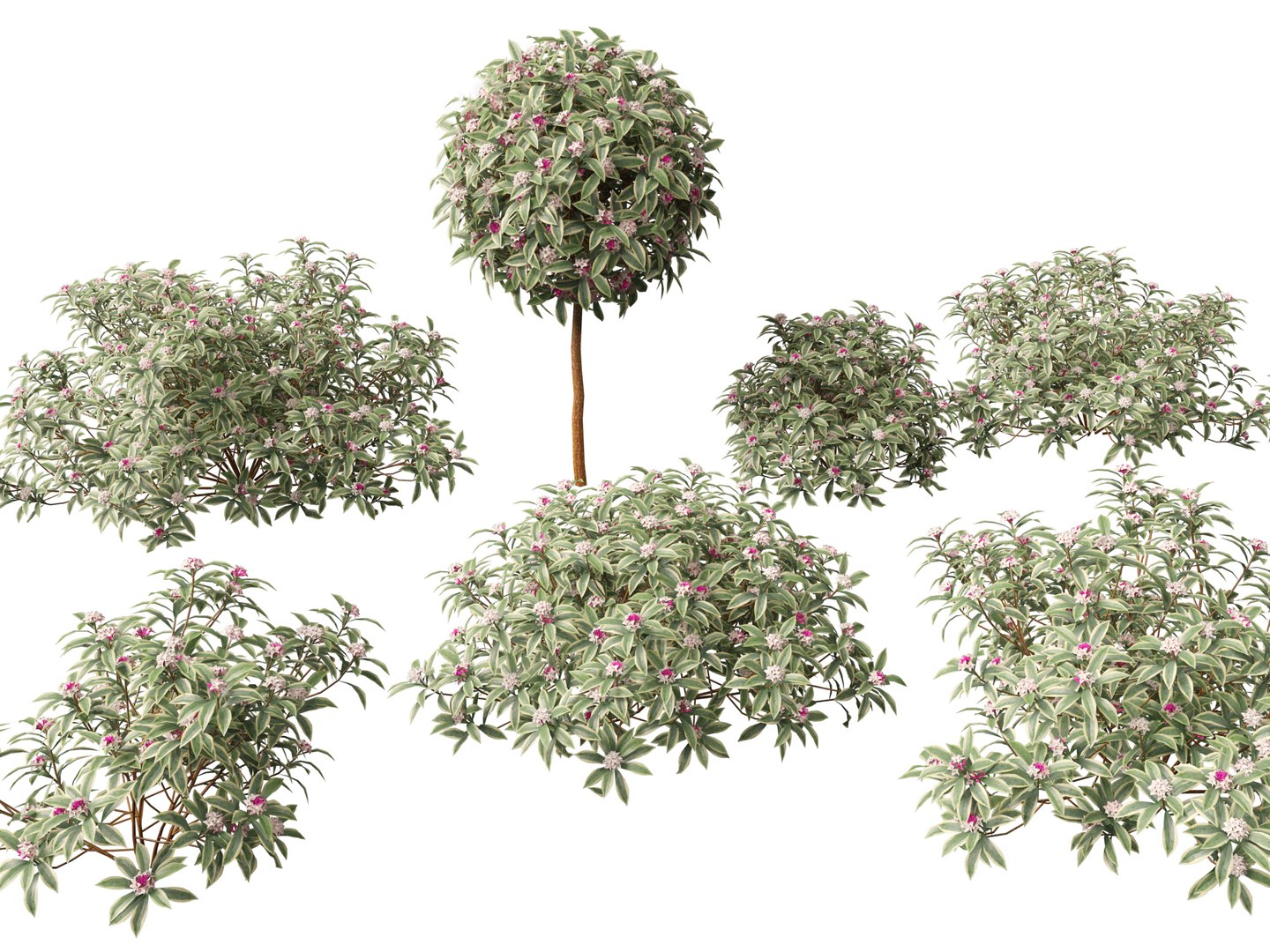 Flowering Garden Shrubs Pack 47 3D model https://p.turbosquid.com/ts-thumb/sp/gnvOTz/wZ/daphneodoramarginata017/jpg/1760106092/1920x1080/fit_q87/96ed8bab38e27eb2d9956ab52be40c3a3a3a1805/daphneodoramarginata017.jpg
