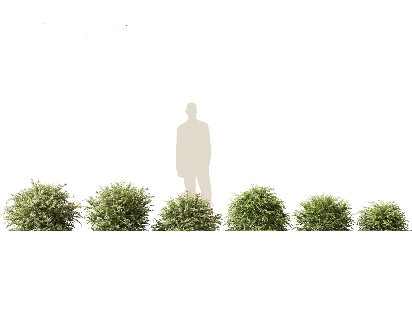 Flowering Garden Shrubs Pack 47 3D model https://p.turbosquid.com/ts-thumb/sp/gnvOTz/yo/abeliaxgrandiflora011/jpg/1760106039/1920x1080/fit_q87/e6d215fb94094b7c8f3a4b40d78326f6b49f96a2/abeliaxgrandiflora011.jpg