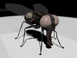house fly