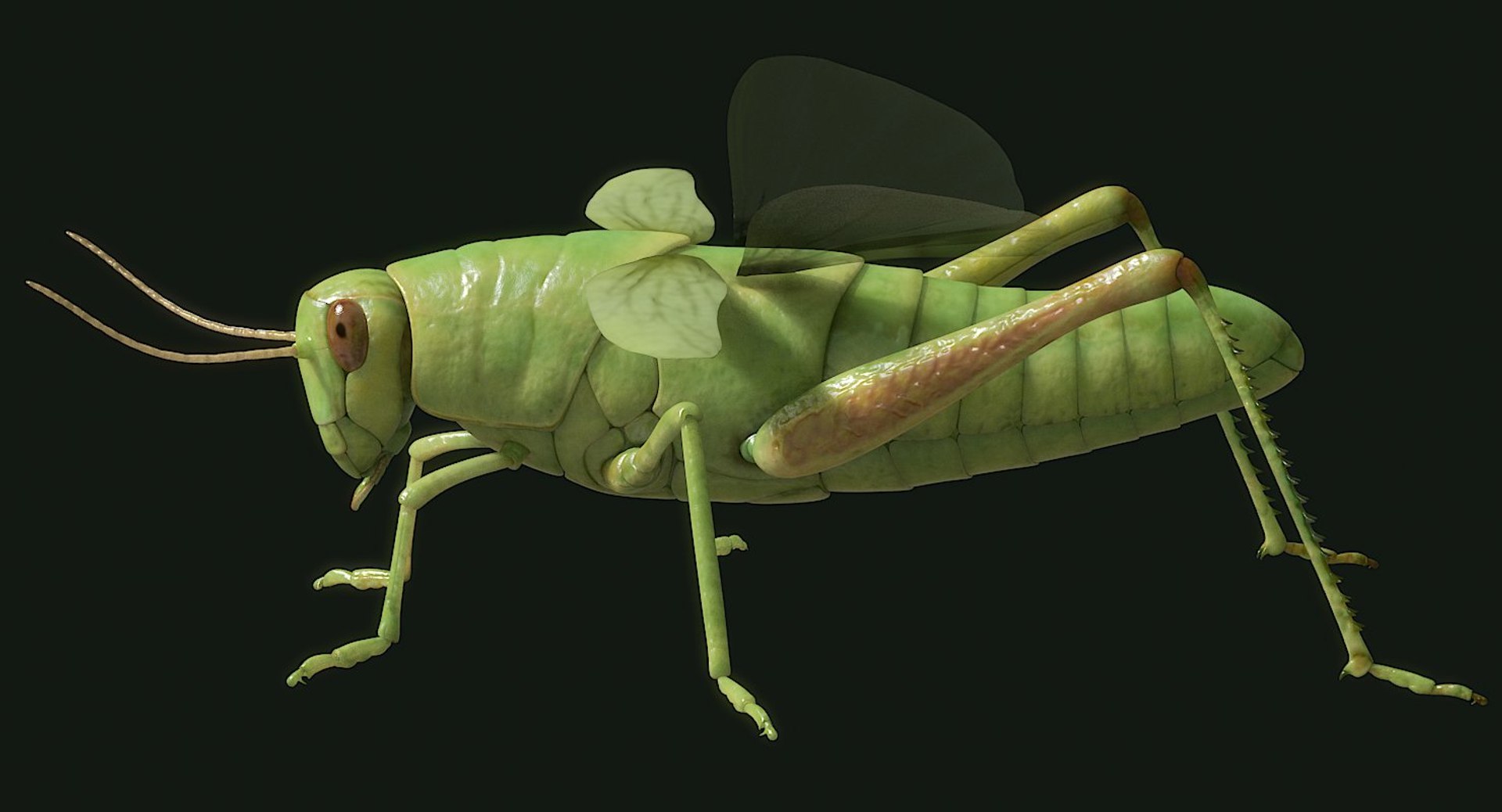 Rigged Grasshopper Obj