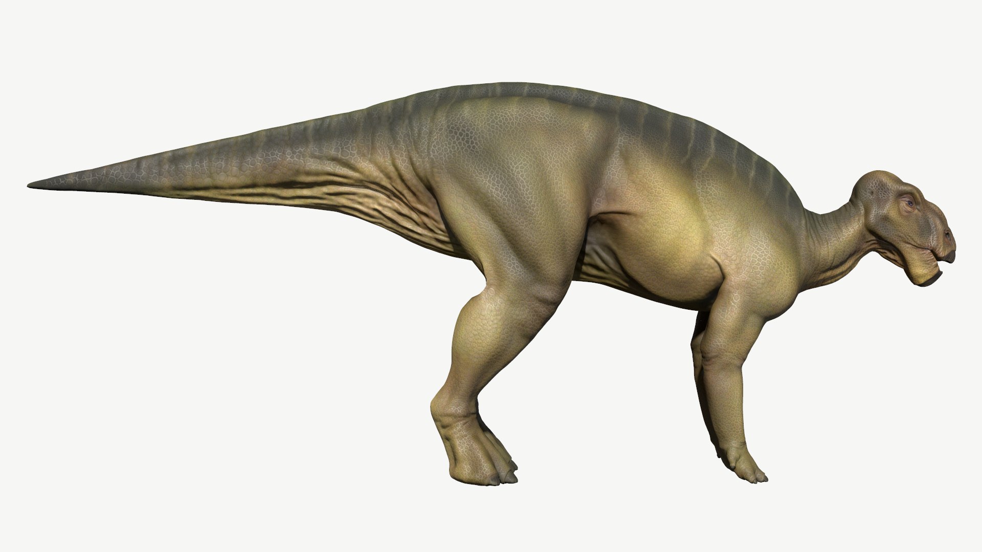 3D iguanodon https://p.turbosquid.com/ts-thumb/sq/7u2a8n/0S/2/png/1728612847/1920x1080/fit_q87/fc363bdb4bddab235053ed69d0576938bd8e1ea6/2.jpg