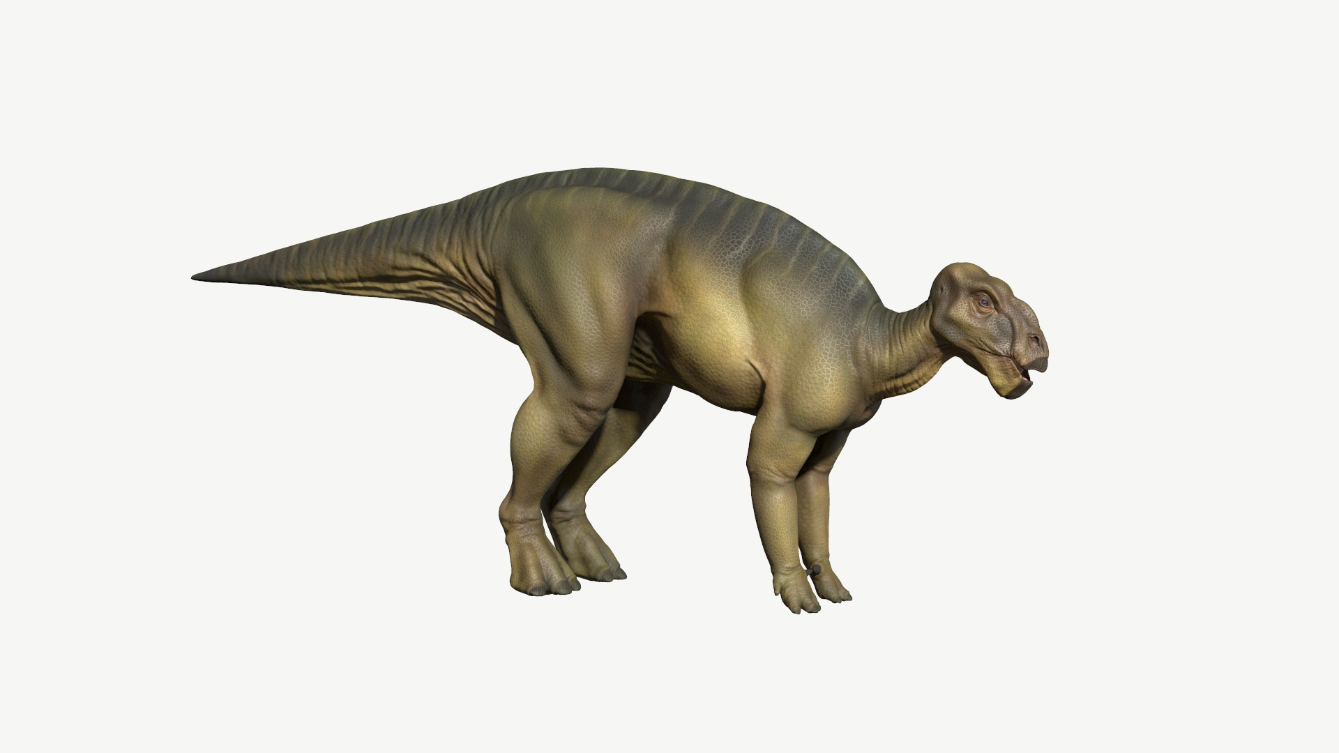 3D iguanodon https://p.turbosquid.com/ts-thumb/sq/7u2a8n/2l/iguanodon/jpg/1728612882/1920x1080/turn_fit_q99/ffe33c19567fdbab3897651b24ff09fd363d4477/iguanodon-1.jpg