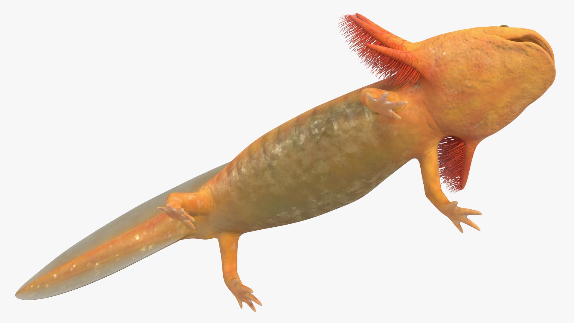 Golden Albino Axolotl 3D https://p.turbosquid.com/ts-thumb/sq/MuVRzW/1l/goldenalbinoaxolotlmb3dmodel013/jpg/1711487106/1920x1080/fit_q87/1f137a16560fee323c8d0c7a7bf287f8d697ead5/goldenalbinoaxolotlmb3dmodel013.jpg