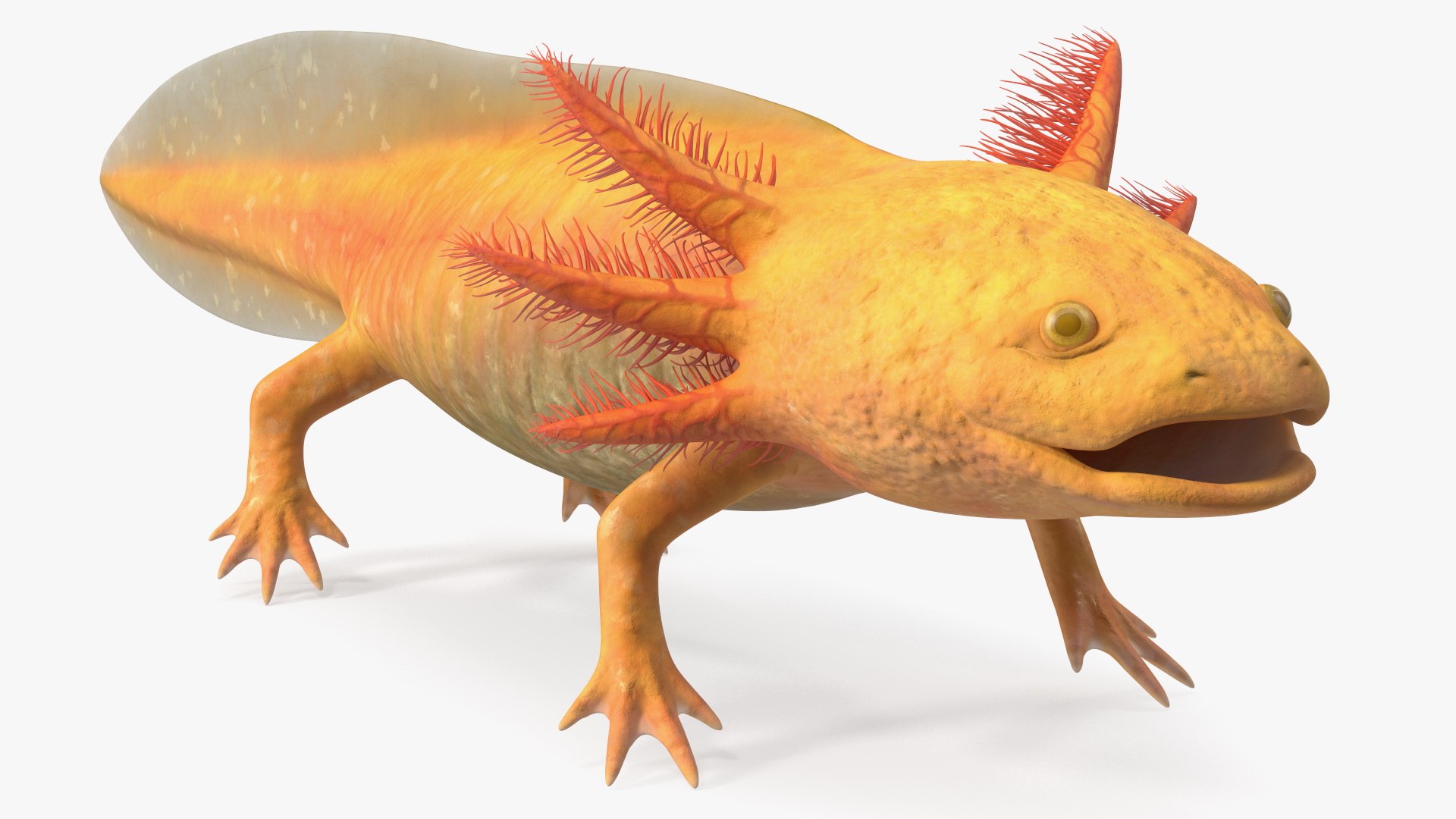 Golden Albino Axolotl 3D https://p.turbosquid.com/ts-thumb/sq/MuVRzW/4K/goldenalbinoaxolotlmb3dmodel008/jpg/1711487086/1920x1080/fit_q87/5f8c29d143b14603e480908775017cd632568a4a/goldenalbinoaxolotlmb3dmodel008.jpg
