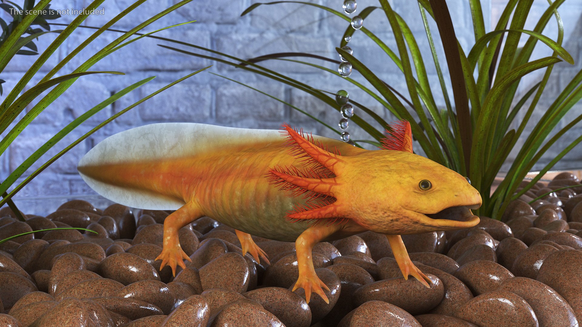 Golden Albino Axolotl 3D https://p.turbosquid.com/ts-thumb/sq/MuVRzW/4R/goldenalbinoaxolotlmb3dmodel003/jpg/1711487067/1920x1080/fit_q87/28246dd055916c06658966d0787523ffb6dea41b/goldenalbinoaxolotlmb3dmodel003.jpg