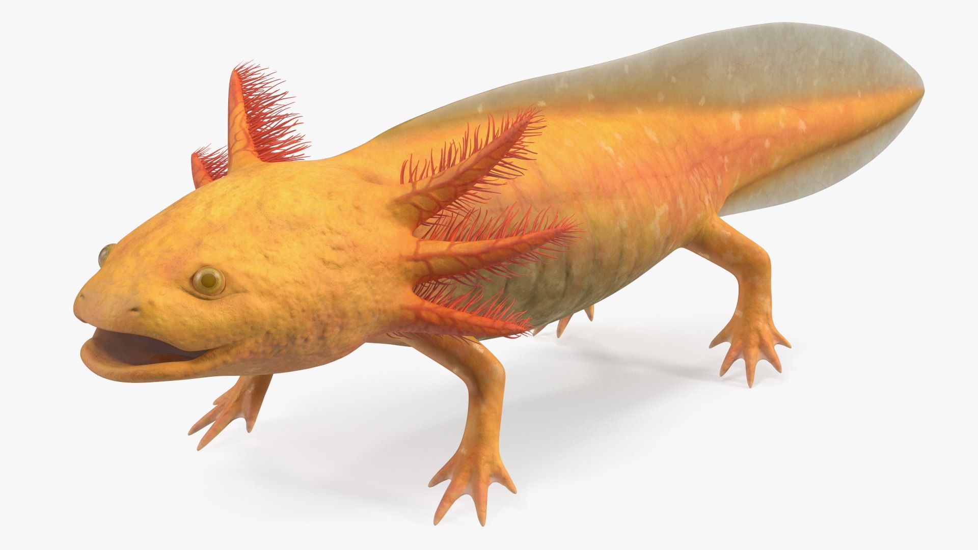 Golden Albino Axolotl 3D model preview