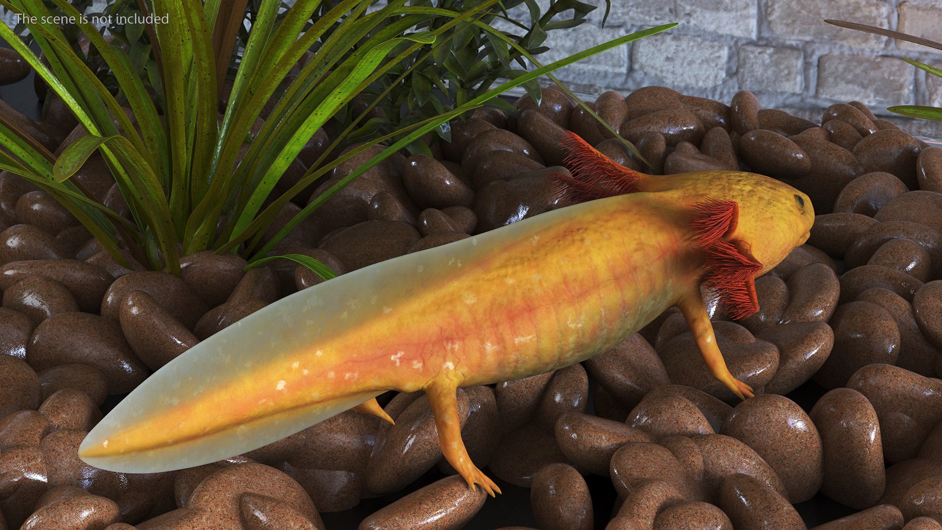 Golden Albino Axolotl 3D https://p.turbosquid.com/ts-thumb/sq/MuVRzW/9j/goldenalbinoaxolotlmb3dmodel004/jpg/1711487070/1920x1080/fit_q87/f6a33d488f4cb7eb4efe4b3f76170e9adab6794c/goldenalbinoaxolotlmb3dmodel004.jpg