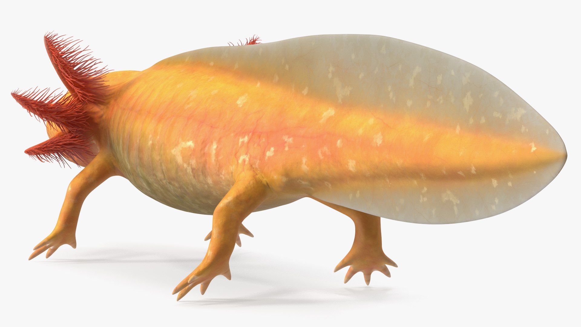 Golden Albino Axolotl 3D https://p.turbosquid.com/ts-thumb/sq/MuVRzW/AL/goldenalbinoaxolotlmb3dmodel011/jpg/1711487097/1920x1080/fit_q87/116bc158f06505cb475c2f97684ec5b0bd04b9f9/goldenalbinoaxolotlmb3dmodel011.jpg