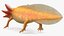 ゴールデンアルビノウーパールートル