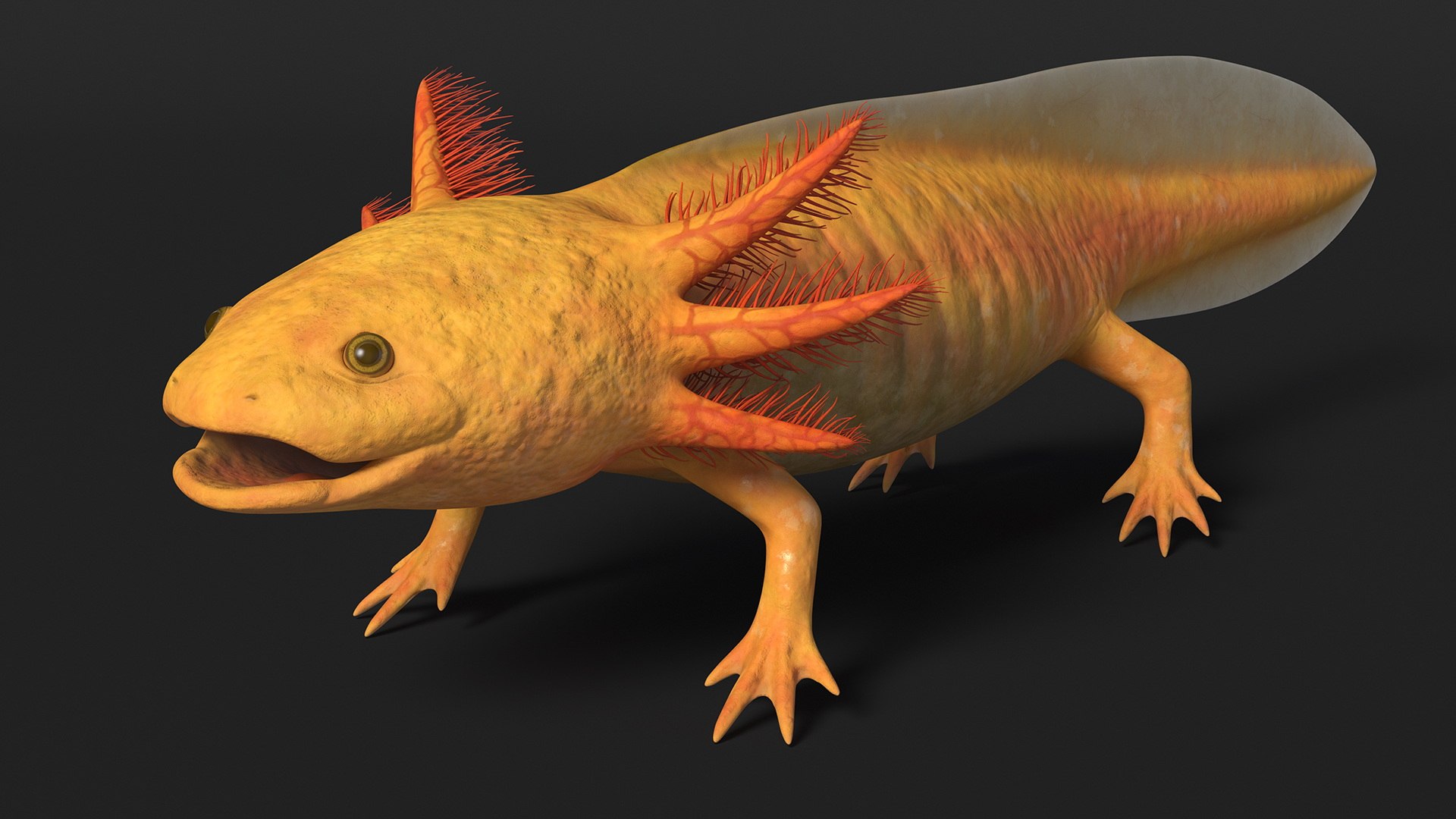 Golden Albino Axolotl 3D https://p.turbosquid.com/ts-thumb/sq/MuVRzW/Ea/goldenalbinoaxolotlmb3dmodel006/jpg/1711487078/1920x1080/fit_q87/b3889d671bb47087e9048c3770ca2d74aab74337/goldenalbinoaxolotlmb3dmodel006.jpg