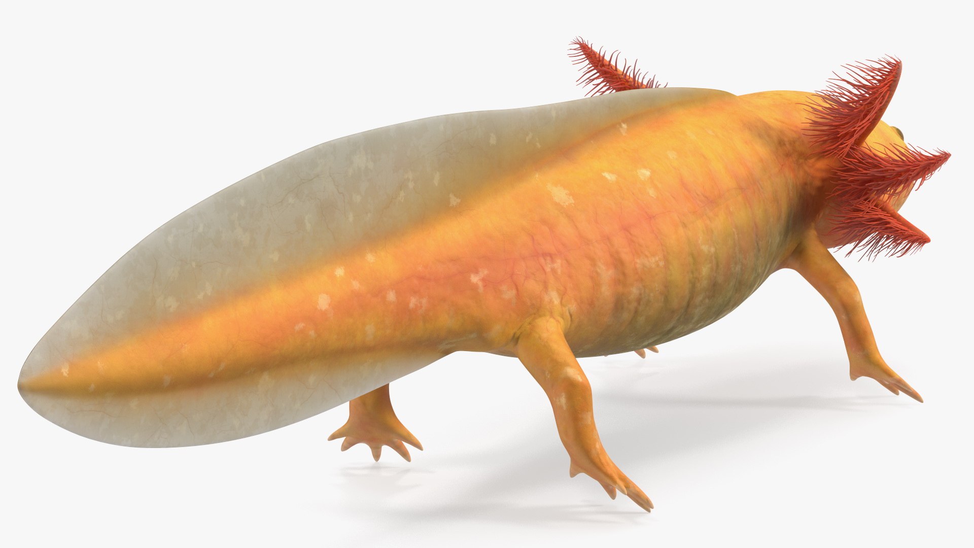 Golden Albino Axolotl 3D https://p.turbosquid.com/ts-thumb/sq/MuVRzW/G8/goldenalbinoaxolotlmb3dmodel010/jpg/1711487094/1920x1080/fit_q87/9bba38eaa87ba2a6def677ab2115301275428e56/goldenalbinoaxolotlmb3dmodel010.jpg