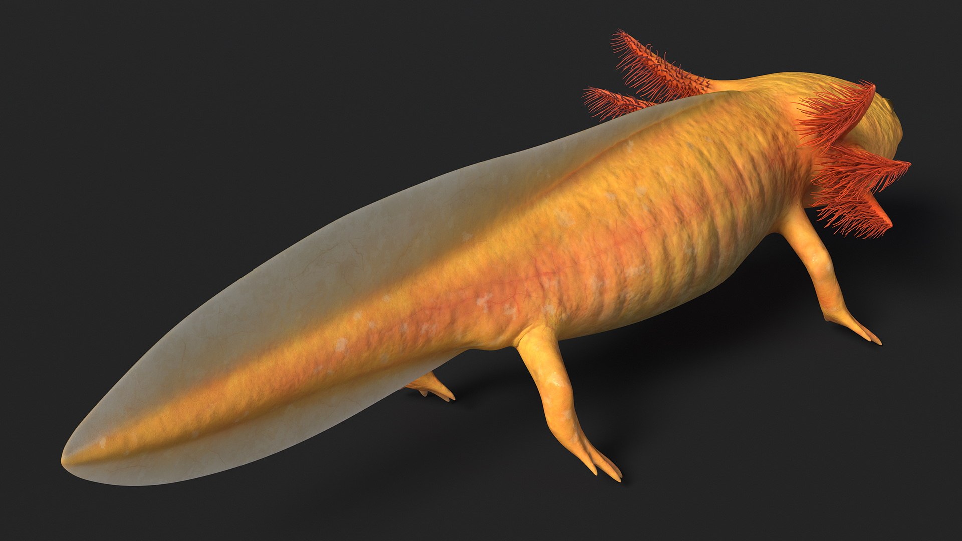 Golden Albino Axolotl 3D https://p.turbosquid.com/ts-thumb/sq/MuVRzW/JT/goldenalbinoaxolotlmb3dmodel007/jpg/1711487082/1920x1080/fit_q87/9a237550bbdd6d1b8d91fcc699583adad4e31d43/goldenalbinoaxolotlmb3dmodel007.jpg
