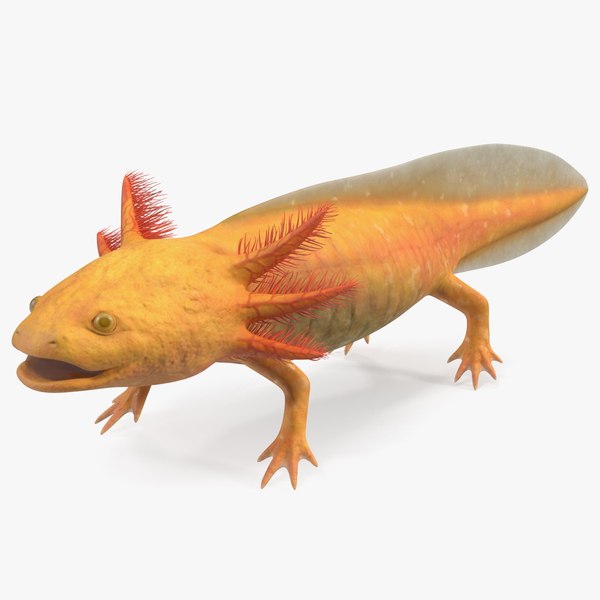 Golden Albino Axolotl 3D