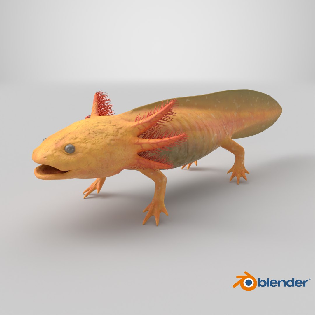 Golden Albino Axolotl 3D https://p.turbosquid.com/ts-thumb/sq/MuVRzW/lj/stemcell_blender_cycles_render/png/1713777953/1920x1080/fit_q87/9a7453f3a8325f559fc363d5695f7aea8e146c01/stemcell_blender_cycles_render.jpg