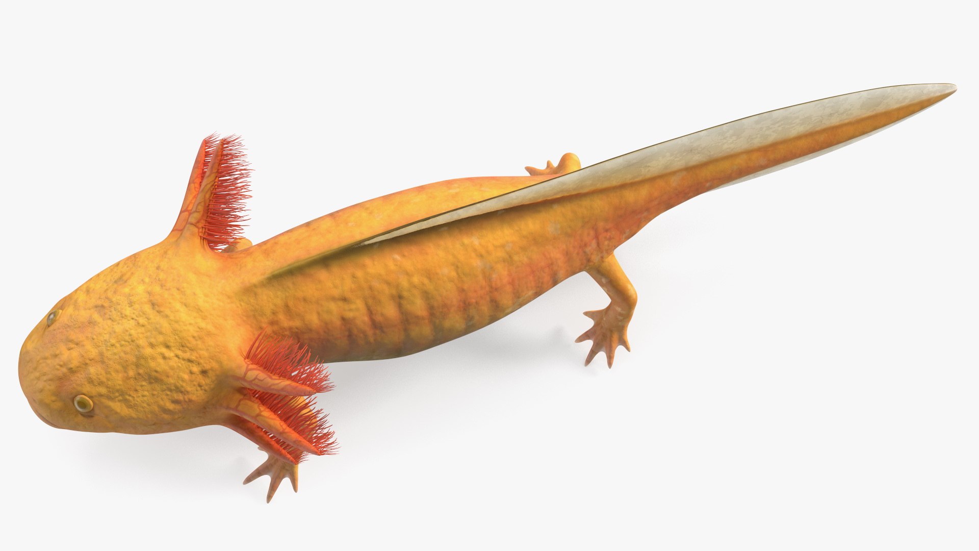 Golden Albino Axolotl 3D https://p.turbosquid.com/ts-thumb/sq/MuVRzW/nL/goldenalbinoaxolotlmb3dmodel012/jpg/1711487101/1920x1080/fit_q87/7a9e469351582589ddf374535a745f13f0ba3667/goldenalbinoaxolotlmb3dmodel012.jpg