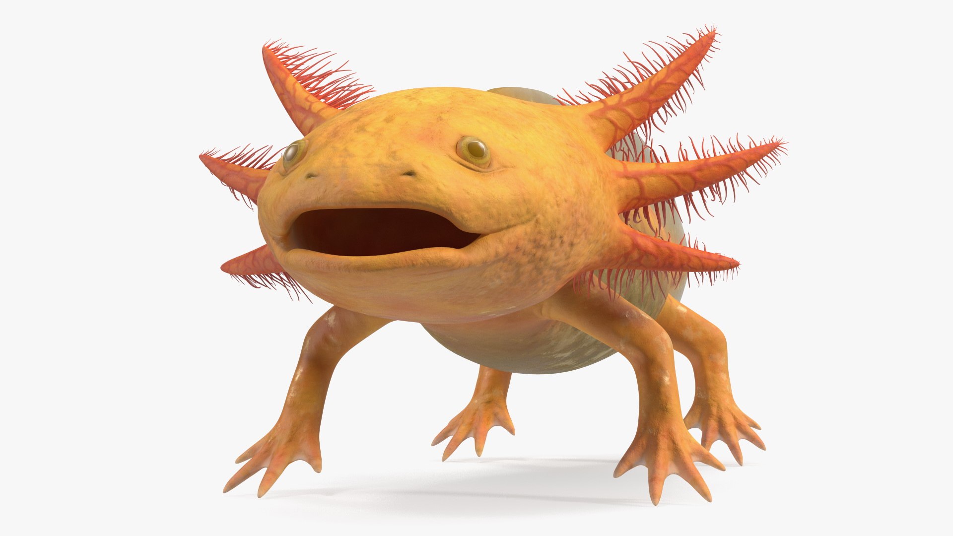 Golden Albino Axolotl 3D https://p.turbosquid.com/ts-thumb/sq/MuVRzW/yE/goldenalbinoaxolotlmb3dmodel009/jpg/1711487091/1920x1080/fit_q87/a855f39d1f57211a6310709a743f87d149b2137f/goldenalbinoaxolotlmb3dmodel009.jpg